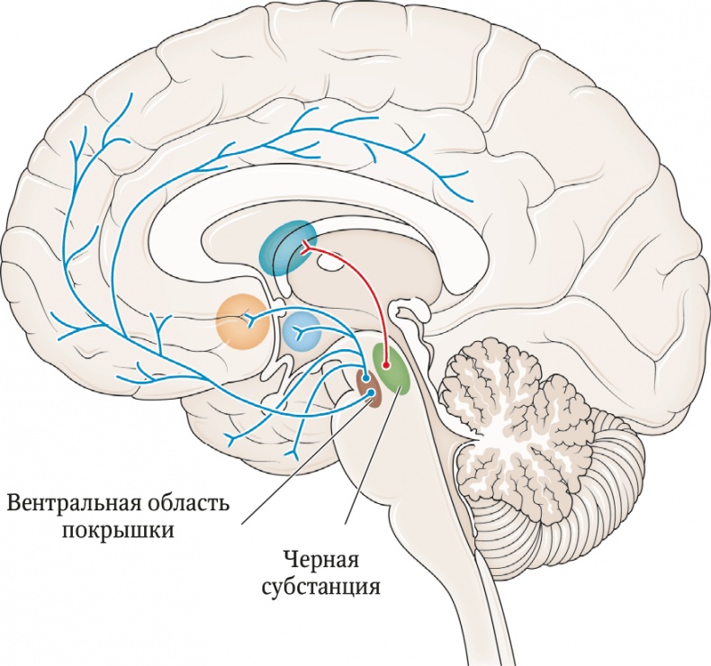Иллюстрация к книге — Мозг. Ваша личная история [i_064.jpg]