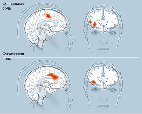 Иллюстрация к книге — Мозг. Ваша личная история [i_077.jpg]