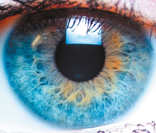 Иллюстрация к книге — Мозг. Ваша личная история [i_106.jpg]