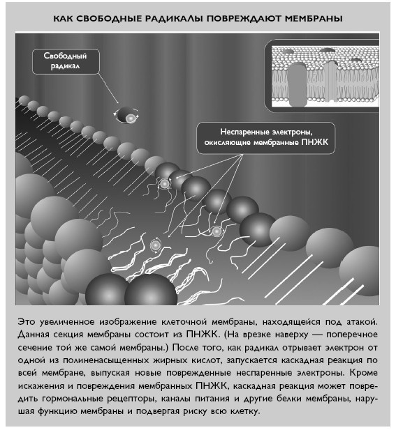 Иллюстрация к книге — Умный ген. Какая еда нужна нашей ДНК [i_030.jpg]