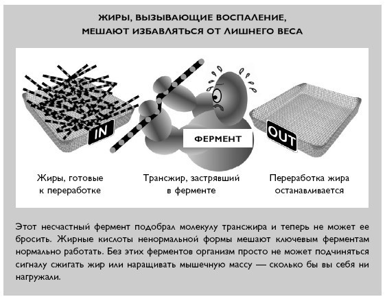Иллюстрация к книге — Умный ген. Какая еда нужна нашей ДНК [i_051.jpg]
