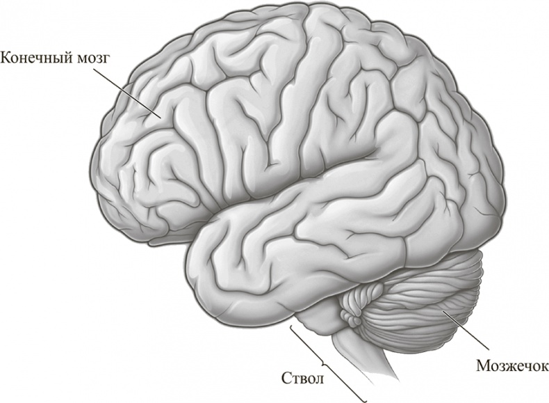 Иллюстрация к книге — Коннектом. Как мозг делает нас тем, что мы есть [i_007.jpg]