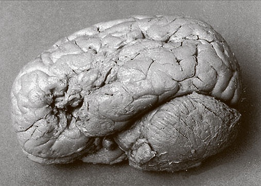 Иллюстрация к книге — Коннектом. Как мозг делает нас тем, что мы есть [i_010.jpg]