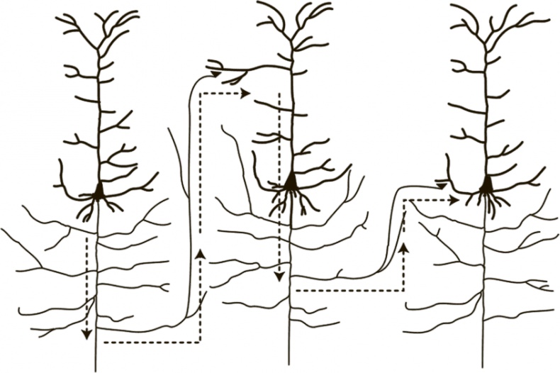 Иллюстрация к книге — Коннектом. Как мозг делает нас тем, что мы есть [i_018.jpg]