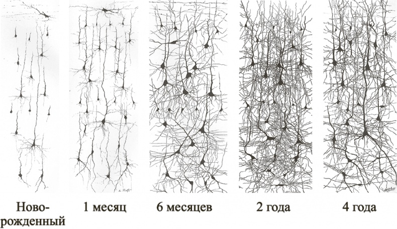 Иллюстрация к книге — Коннектом. Как мозг делает нас тем, что мы есть [i_025.jpg]