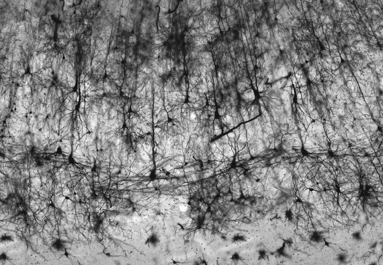 Иллюстрация к книге — Коннектом. Как мозг делает нас тем, что мы есть [i_026.jpg]