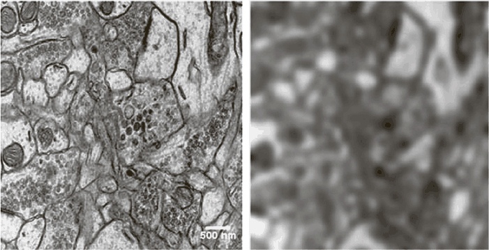 Иллюстрация к книге — Коннектом. Как мозг делает нас тем, что мы есть [i_028.jpg]