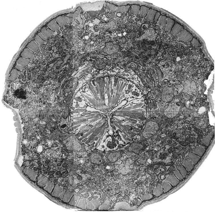 Иллюстрация к книге — Коннектом. Как мозг делает нас тем, что мы есть [i_032.jpg]