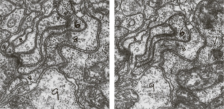 Иллюстрация к книге — Коннектом. Как мозг делает нас тем, что мы есть [i_033.jpg]