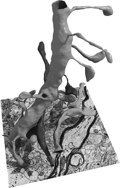 Иллюстрация к книге — Коннектом. Как мозг делает нас тем, что мы есть [i_034.jpg]