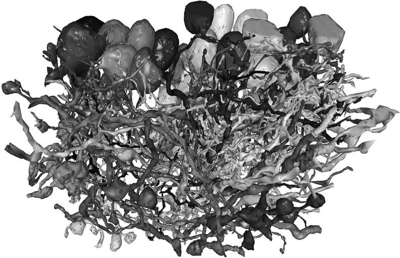 Иллюстрация к книге — Коннектом. Как мозг делает нас тем, что мы есть [i_037.jpg]