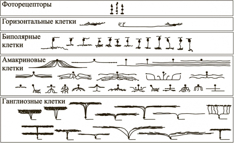 Иллюстрация к книге — Коннектом. Как мозг делает нас тем, что мы есть [i_038.jpg]