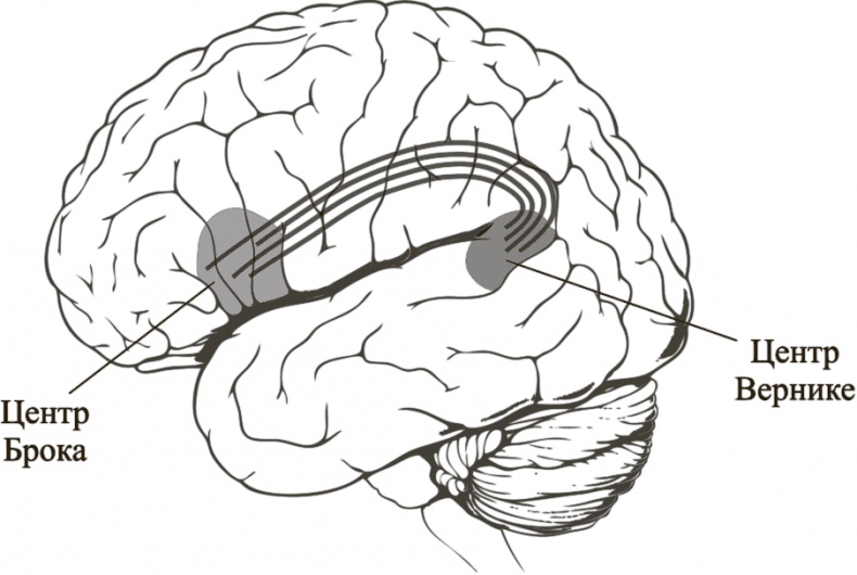Иллюстрация к книге — Коннектом. Как мозг делает нас тем, что мы есть [i_043.jpg]
