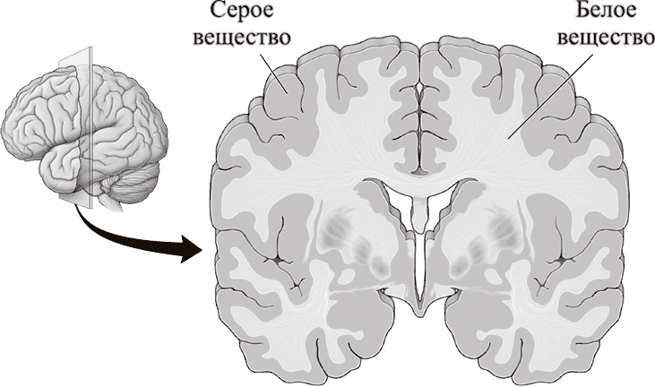 Иллюстрация к книге — Коннектом. Как мозг делает нас тем, что мы есть [i_048.jpg]