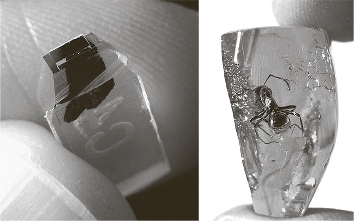 Иллюстрация к книге — Коннектом. Как мозг делает нас тем, что мы есть [i_053.jpg]