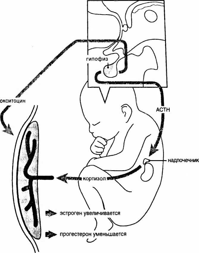 Иллюстрация к книге — Мы - это наш мозг. От матки до Альцгеймера [i_005.jpg]