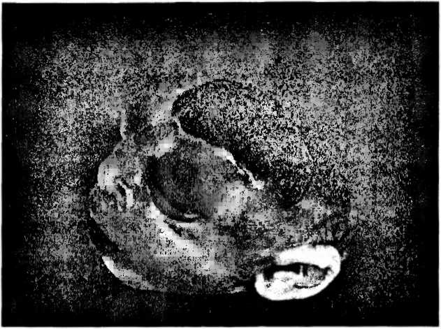 Иллюстрация к книге — Мы - это наш мозг. От матки до Альцгеймера [i_006.jpg]