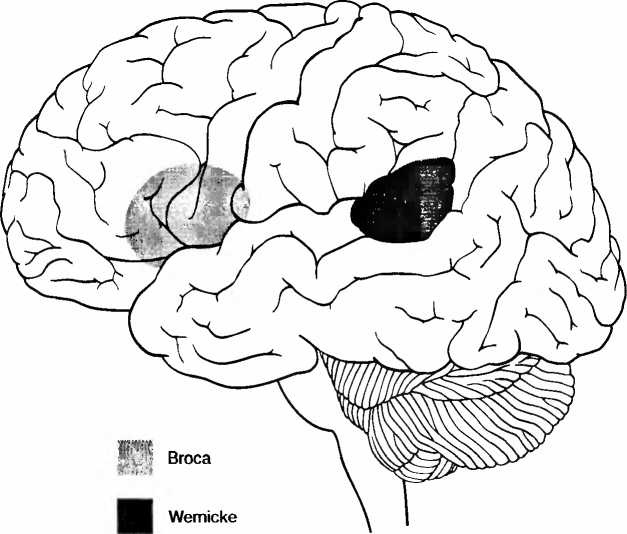 Иллюстрация к книге — Мы - это наш мозг. От матки до Альцгеймера [i_010.jpg]