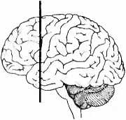 Иллюстрация к книге — Мы - это наш мозг. От матки до Альцгеймера [i_012.jpg]