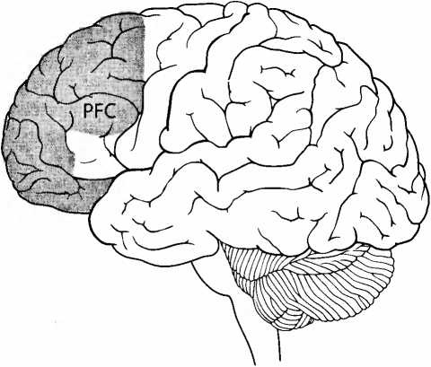 Иллюстрация к книге — Мы - это наш мозг. От матки до Альцгеймера [i_019.jpg]
