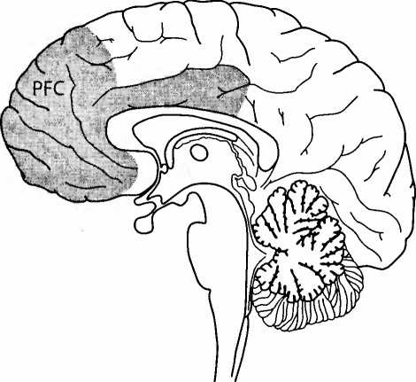 Иллюстрация к книге — Мы - это наш мозг. От матки до Альцгеймера [i_021.jpg]