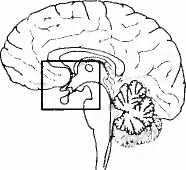Иллюстрация к книге — Мы - это наш мозг. От матки до Альцгеймера [i_023.jpg]