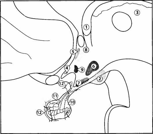Иллюстрация к книге — Мы - это наш мозг. От матки до Альцгеймера [i_024.jpg]
