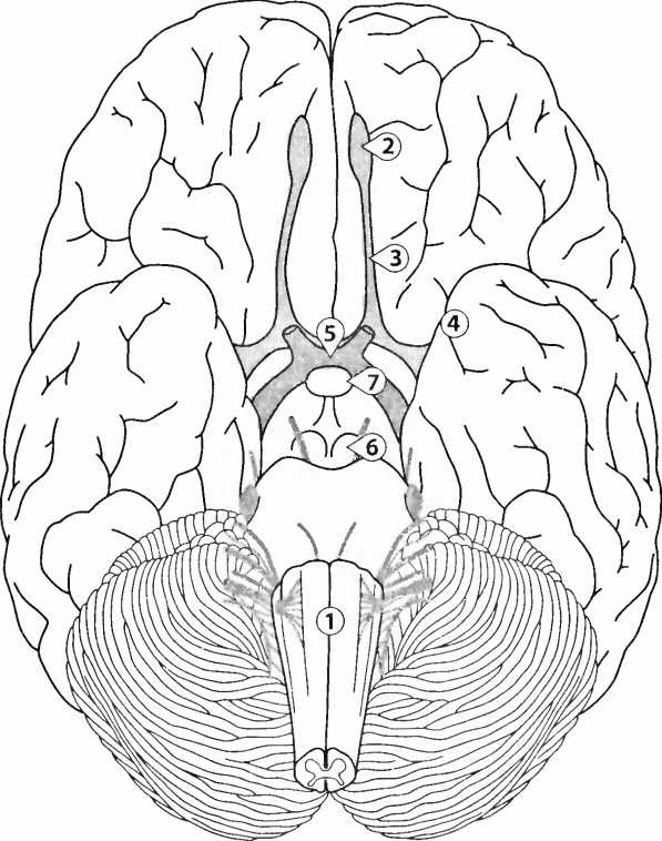Иллюстрация к книге — Мы - это наш мозг. От матки до Альцгеймера [i_027.jpg]