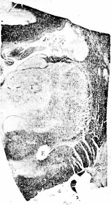 Иллюстрация к книге — Мы - это наш мозг. От матки до Альцгеймера [i_030.jpg]