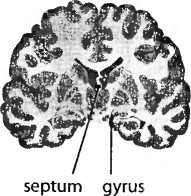 Иллюстрация к книге — Мы - это наш мозг. От матки до Альцгеймера [i_035.jpg]