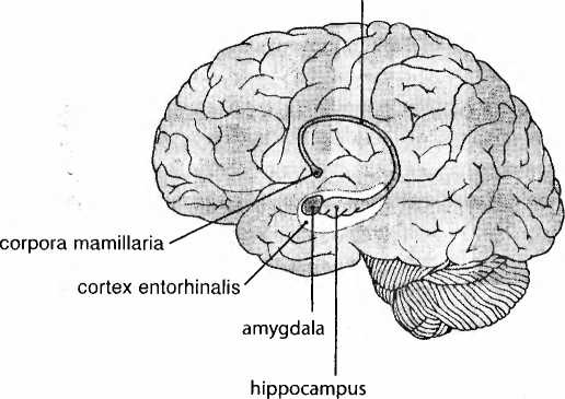 Иллюстрация к книге — Мы - это наш мозг. От матки до Альцгеймера [i_036.jpg]