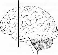 Иллюстрация к книге — Мы - это наш мозг. От матки до Альцгеймера [i_037.jpg]