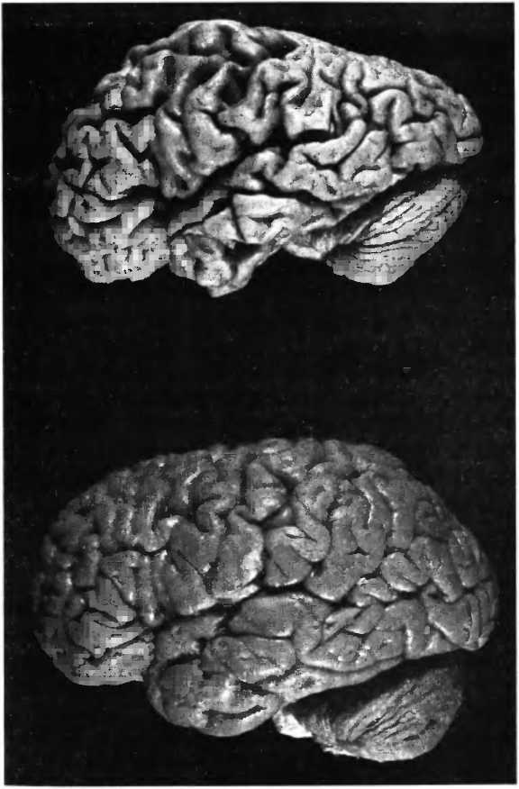 Иллюстрация к книге — Мы - это наш мозг. От матки до Альцгеймера [i_043.jpg]