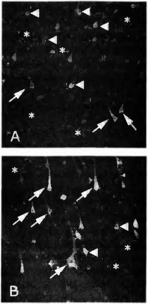 Иллюстрация к книге — Мы - это наш мозг. От матки до Альцгеймера [i_045.jpg]