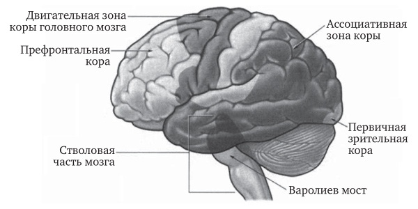 Иллюстрация к книге — Мозг во сне. Что происходит с мозгом, пока мы спим [pict2_1.jpg]