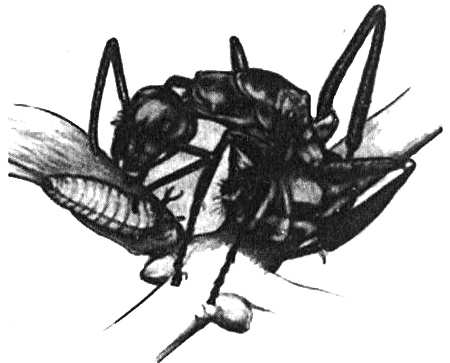 Иллюстрация к книге — Роман с бабочками. Как человек влюбился в насекомое [i_003.jpg]