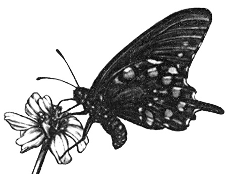 Иллюстрация к книге — Роман с бабочками. Как человек влюбился в насекомое [i_005.jpg]