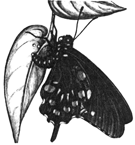 Иллюстрация к книге — Роман с бабочками. Как человек влюбился в насекомое [i_008.jpg]