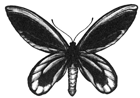 Иллюстрация к книге — Роман с бабочками. Как человек влюбился в насекомое [i_011.jpg]