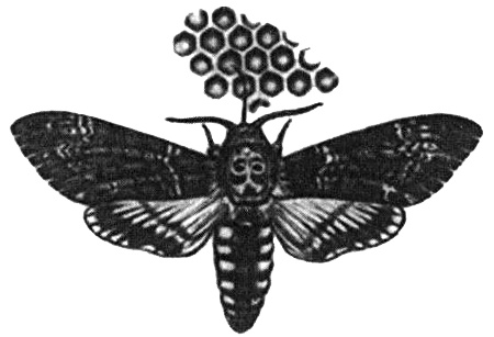 Иллюстрация к книге — Роман с бабочками. Как человек влюбился в насекомое [i_012.jpg]