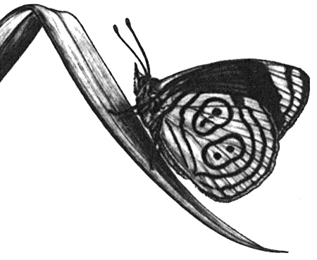 Иллюстрация к книге — Роман с бабочками. Как человек влюбился в насекомое [i_014.jpg]