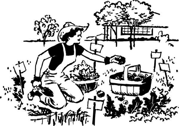 Иллюстрация к книге — Как создать эко огород. Советы врача и садовода с 40-летним стажем! [_185.jpg]