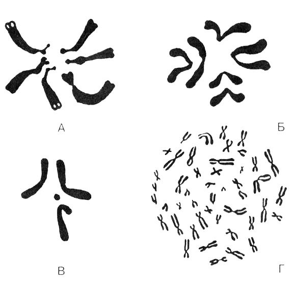 Иллюстрация к книге — Темы школьного курса. Размножение организмов. Деление клеток. Способы размножения организмов. Онтогенез [i_004.jpg]