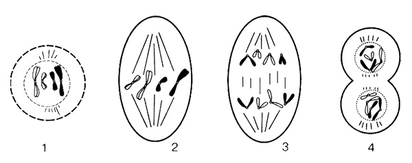 Иллюстрация к книге — Темы школьного курса. Размножение организмов. Деление клеток. Способы размножения организмов. Онтогенез [i_005.jpg]