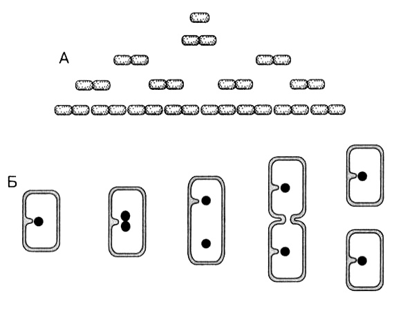 Иллюстрация к книге — Темы школьного курса. Размножение организмов. Деление клеток. Способы размножения организмов. Онтогенез [i_007.jpg]