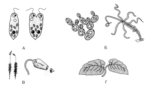 Иллюстрация к книге — Темы школьного курса. Размножение организмов. Деление клеток. Способы размножения организмов. Онтогенез [i_008.jpg]
