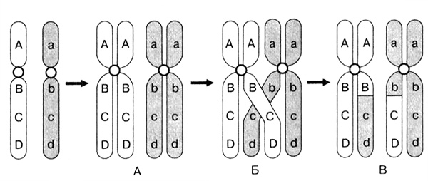 Иллюстрация к книге — Темы школьного курса. Размножение организмов. Деление клеток. Способы размножения организмов. Онтогенез [i_009.jpg]