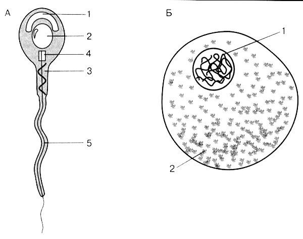Иллюстрация к книге — Темы школьного курса. Размножение организмов. Деление клеток. Способы размножения организмов. Онтогенез [i_014.jpg]