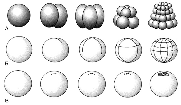 Иллюстрация к книге — Темы школьного курса. Размножение организмов. Деление клеток. Способы размножения организмов. Онтогенез [i_017.jpg]