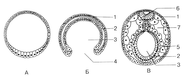 Иллюстрация к книге — Темы школьного курса. Размножение организмов. Деление клеток. Способы размножения организмов. Онтогенез [i_018.jpg]